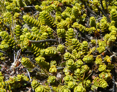 Veronica buchananii