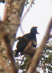 Cephalopterus ornatus