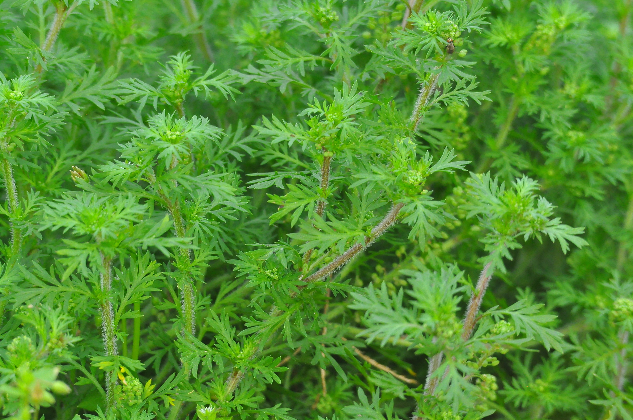 Lepidium didymum