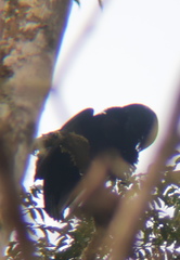 Cephalopterus ornatus