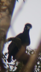 Cephalopterus ornatus