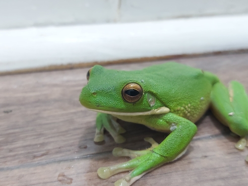 Giant Tree Frog, Sandyrana infrafrenata