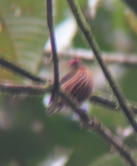 Machaeropterus striolatus