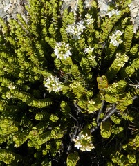 Veronica buchananii