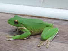 Nyctimystes infrafrenatus