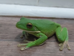 Nyctimystes infrafrenatus