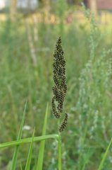 Echinochloa esculenta