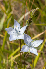 Lomatogonium carinthiacum