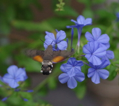 Macroglossum stellatarum