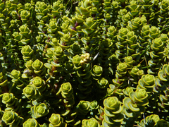 Veronica buchananii