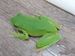 Nyctimystes infrafrenatus