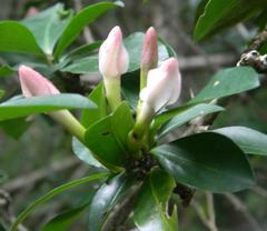 Hyperacanthus amoenus