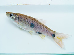 Rasbora elegans