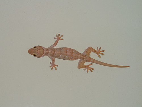 Southern Green-eyed Gecko, Gekko hulk