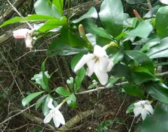 Hyperacanthus amoenus