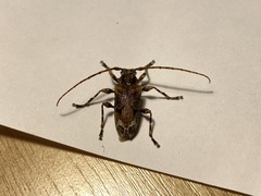 Aegomorphus cylindricus