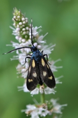 Balataea octomaculata