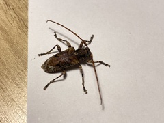 Aegomorphus cylindricus