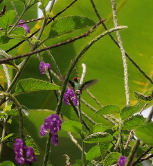 Lophornis stictolophus