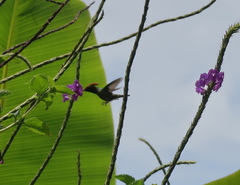 Lophornis stictolophus