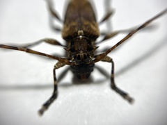 Aegomorphus cylindricus