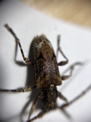 Aegomorphus cylindricus