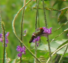 Lophornis stictolophus