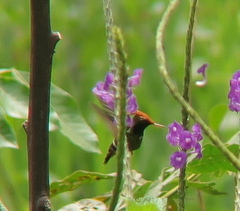 Lophornis stictolophus