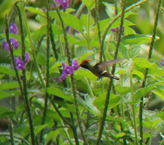 Lophornis stictolophus