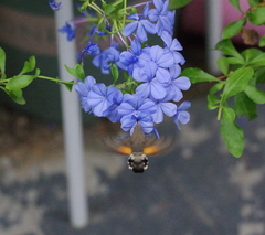 Macroglossum stellatarum