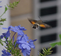 Macroglossum stellatarum