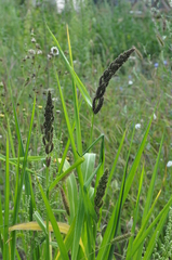 Echinochloa esculenta