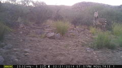 Equus zebra hartmannae