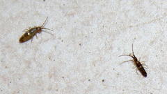Entomobryoidea