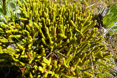 Veronica hectorii demissa