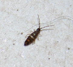 Entomobryoidea