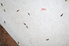 Entomobryoidea