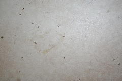 Entomobryoidea