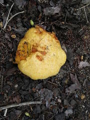 Buchwaldoboletus sphaerocephalus