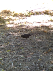 Turdus merula