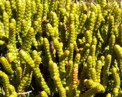 Veronica hectorii demissa