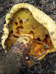 Buchwaldoboletus sphaerocephalus