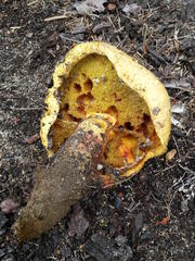 Buchwaldoboletus sphaerocephalus