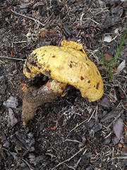 Buchwaldoboletus sphaerocephalus