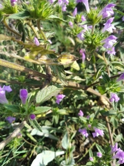 Galeopsis ladanum