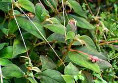Kohleria affinis