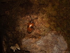 Stenotarsus parallelus