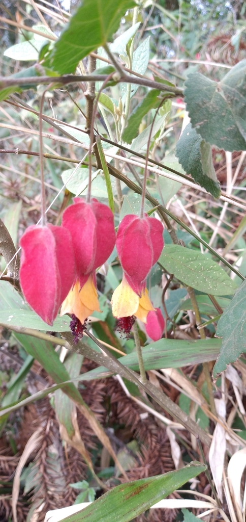 Callianthe vexillaria; photograph (c) Edson Luis Fabro Gasperin, some rights reserved (CC BY-SA)