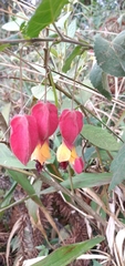 Callianthe vexillaria