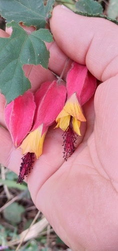 Callianthe vexillaria, photograph 2